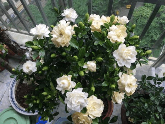 家里的花都是“小酒鬼”, 这样喂一点, 天再冷也不怕!