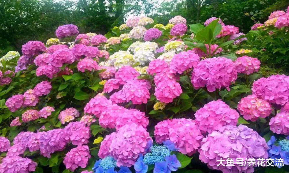 为什么自己养的绣球花不能开花, 看看你有没做对这几点
