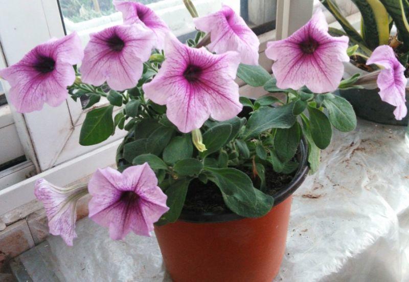 养花小心用错盆, 怎么养都不活, 怪不得你是养花杀手!