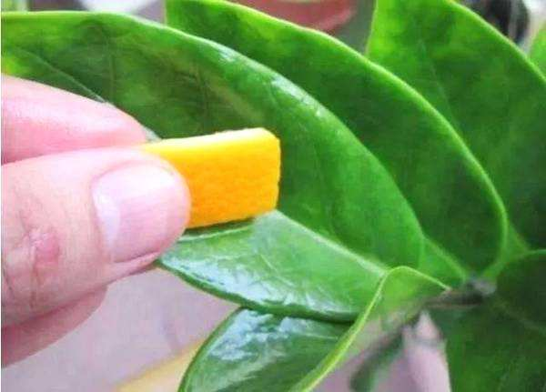 冬天用这“3种”水给花擦擦叶, 恢复油亮, 疯长停不下!