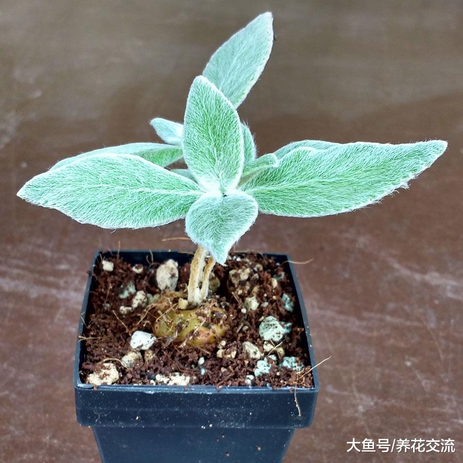 叶子是银白色绒毛的断崖女王, 还能开出橘红色的精致花朵