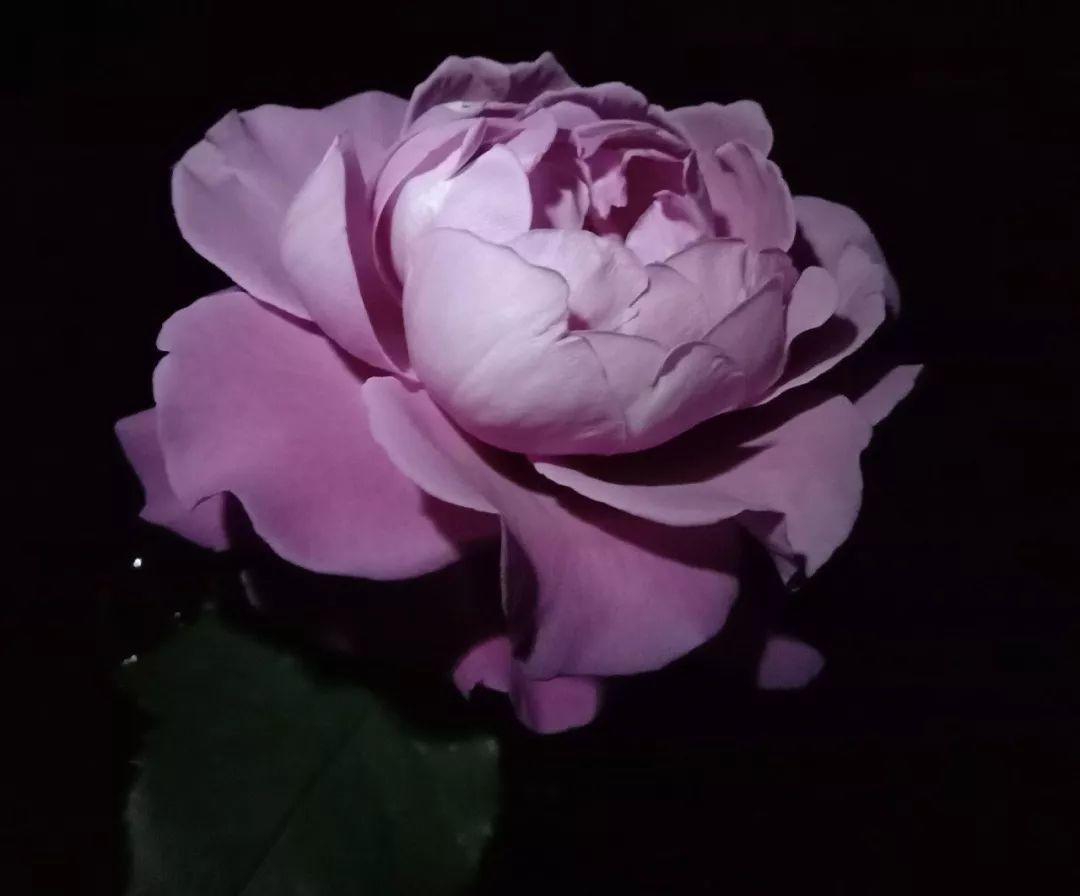 她的月季月月开满盆, 全靠这10个绝招, 花花只告诉你!