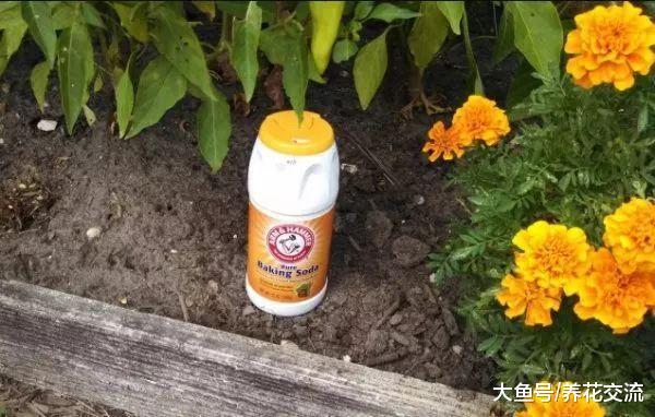 想要番茄生长健壮, 结果更多, 栽种的时候可以放这种东西