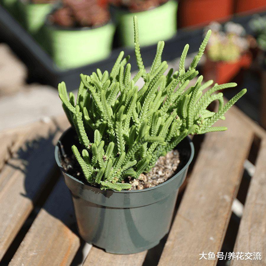 长相特别有趣的若绿, 这种多肉植物的花朵还带有发霉的味道