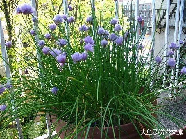 5种观赏性特别好的蔬菜, 在阳台上用花盆就能养, 还有清香的气味