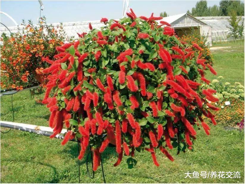 长得像毛毛虫一样的吊盆花卉, 花朵一串串的, 看起来特别喜庆