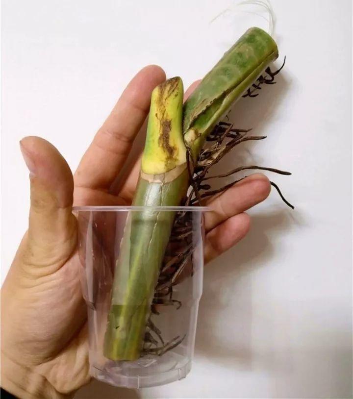 萝卜粗的绿萝杆, 剁2刀插土里, 7天冒芽, 2月叶子长成瀑布