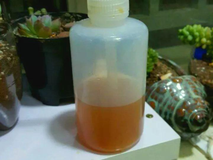 胡萝卜泡水来一碗, 花喝了变的红艳艳, 根都撑爆了盆!