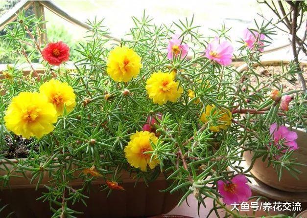 花朵长得像牡丹一般的四季开花植物, 还有比它更好养的植物么