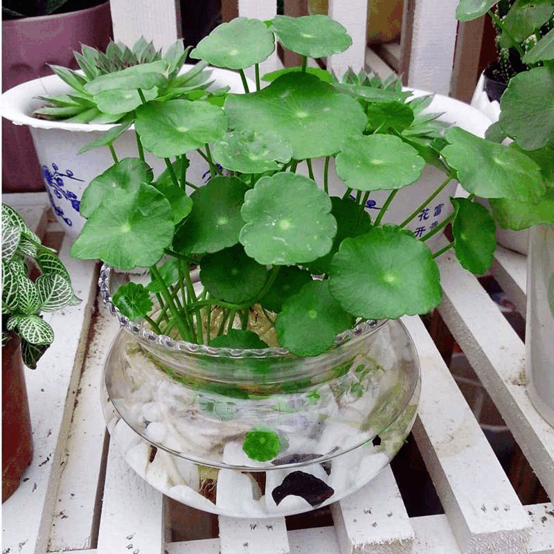 铜钱草叶子小不耐看, 撒上这种“粉”, 又绿又大“好运”旺!