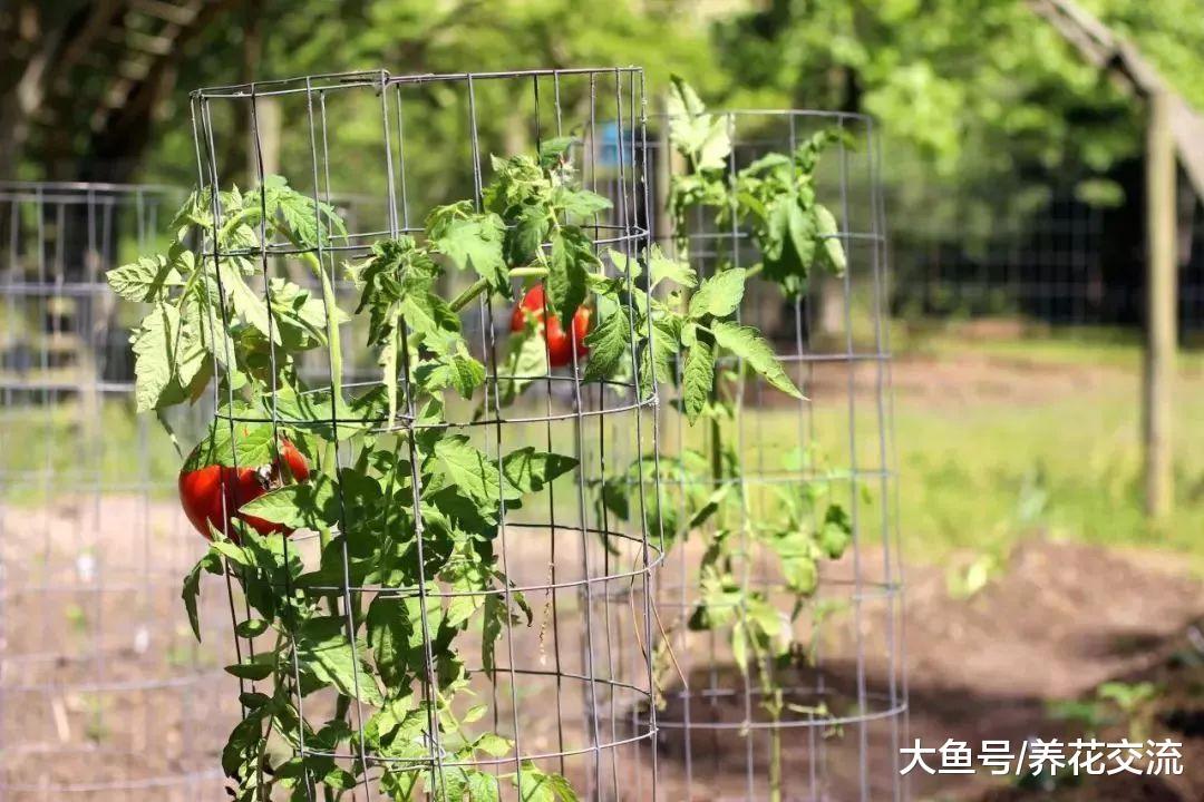 盆栽养护四红柿不断结果的关键, 这7点都要注意