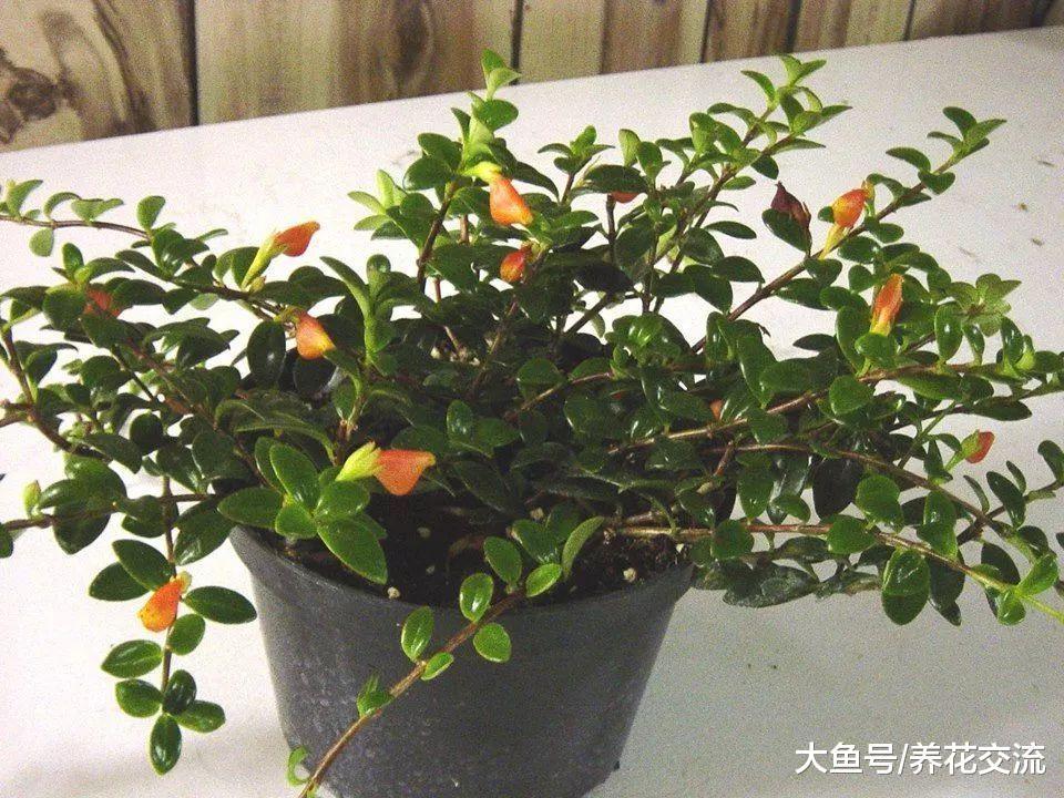 叶子带着迷人光泽的金鱼吊兰, 花朵如同长在分枝上的金鱼