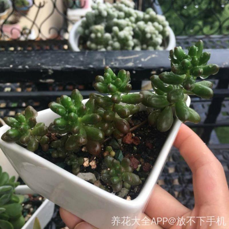 淋雨后的多肉, 肥大饱满水汪汪, 美的让人移不开眼!