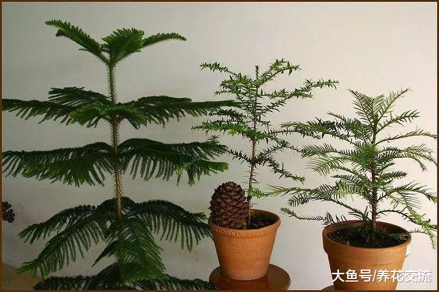 可以在花盆里养护的几种观赏树木, 养成家里的大型盆栽