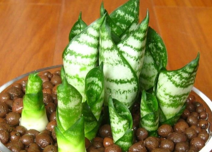 一块“黑皮”扔盆里, 虎皮兰“侧芽”茬茬冒, 大白根更壮!
