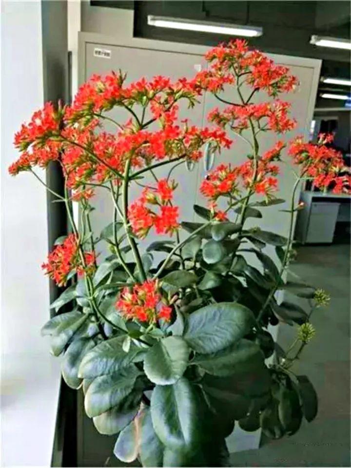 长寿盆里加点废料, 养成1米9的大个儿, 叶子片片巴掌大!