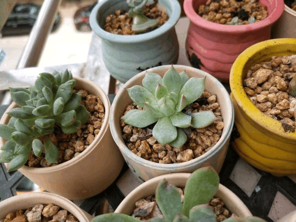 多肉烂根不肯长? 趁现在换个盆, 秋天又美又胖!