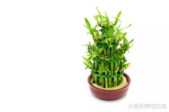 室内水培的养护的富贵竹濒临死亡, 用这些方法可以救活