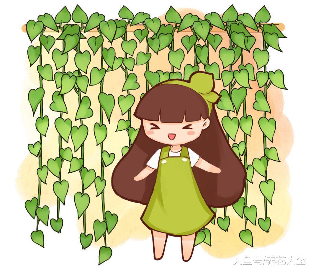 学会这一招, 就再也不怕绿萝它们黄叶了!