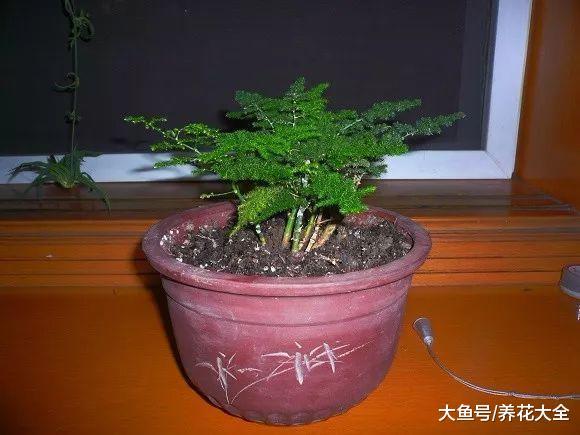别再舍不得了, 这样给文竹剪一刀, 满满的文艺感!