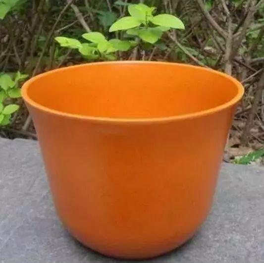 有条件就养盆荷花吧, 能赏花能吃果, 全身是宝贝!