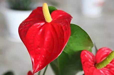 这7种心形花, 好看又好养, 还可以当窗帘用!