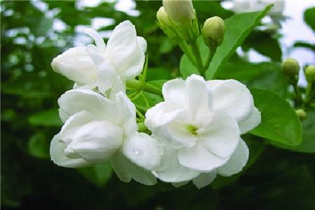 茉莉花的养殖方法
