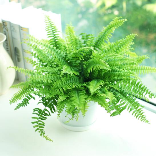 房间干燥? 养这4种花, 都是天然“加湿器”, 家里湿润变“养吧”