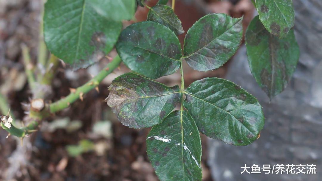 月季花黄叶的6个常见的原因, 改善方法都很简单