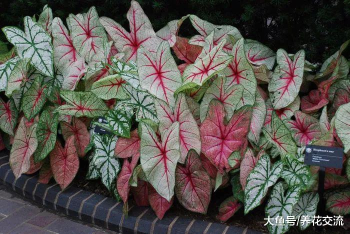 11种会危害孩子和宠物健康的有毒植物, 不要将它们养在室内