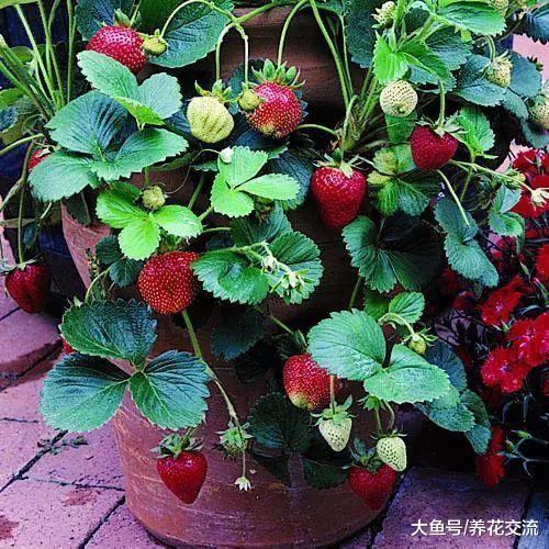 掌握这些养护盆栽草莓的技巧, 在阳台上也能不断收获