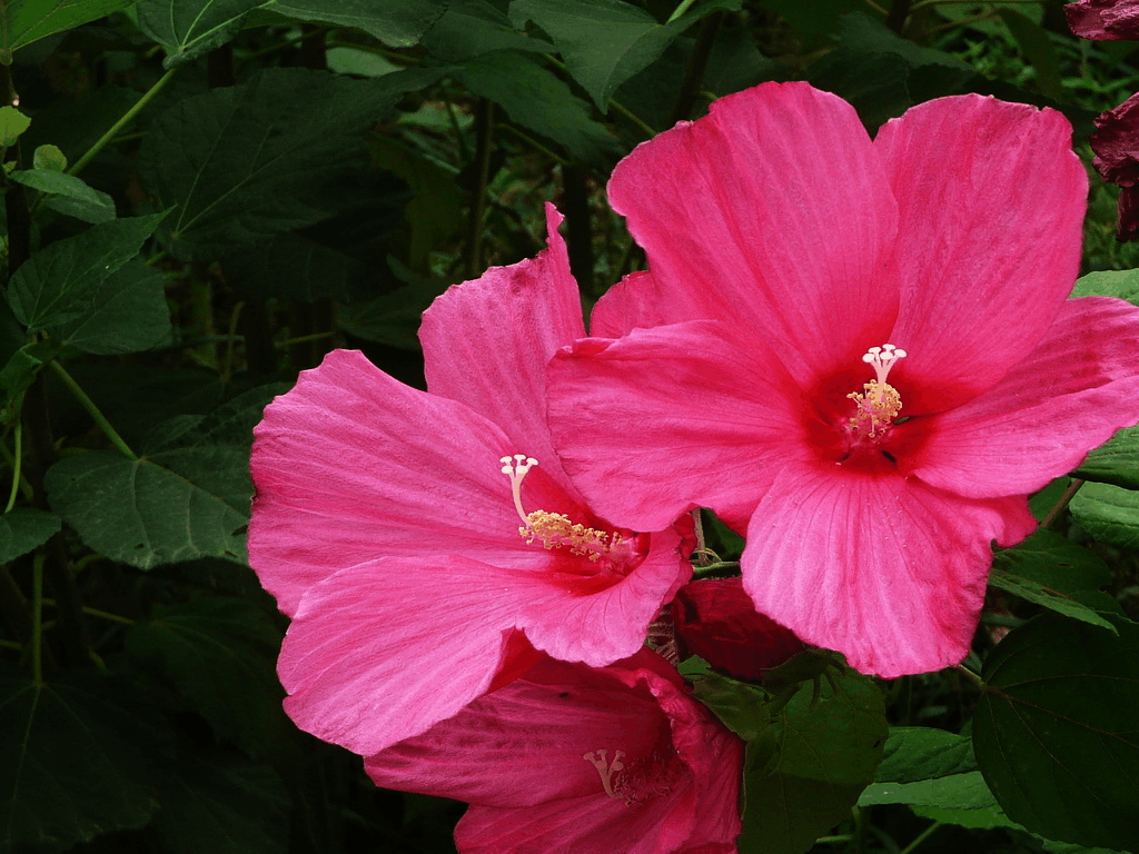 这种花比“脸”还大, 在阳台种上1盆, 好“玩”又好养 !