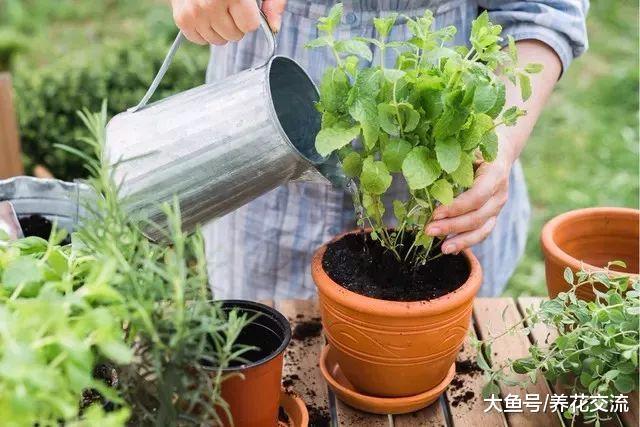 在窗台上种植香草盆栽也能不断采摘, 吃完还能继续长