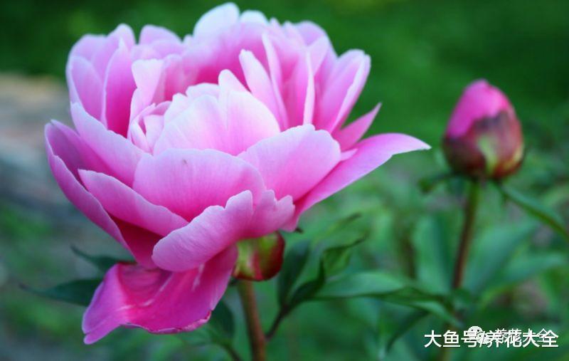 34省的省花就在这了 快看看哪个是你家乡的吧!