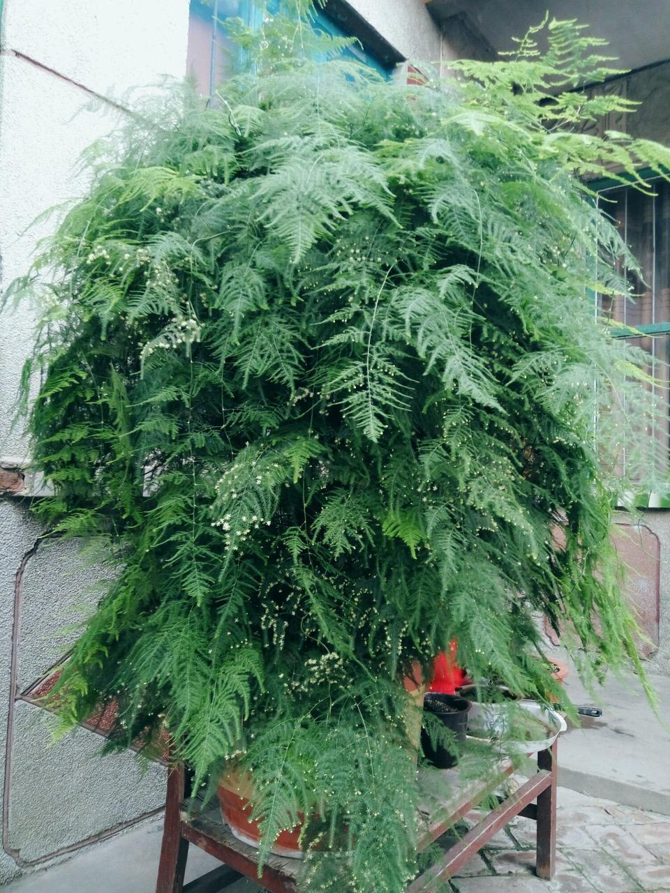 “ 又臭又脏”的东西, 文竹、吊兰超喜欢, 盆里加几粒, 1年不施肥