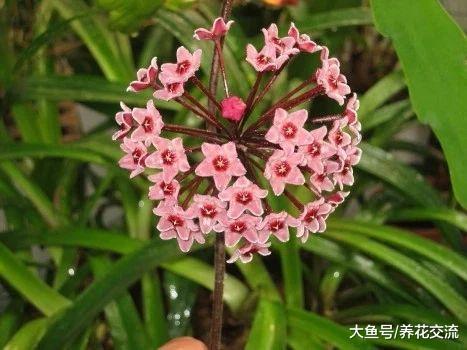 为什么你的球兰长满整个阳台都不开花, 可能就是这几点没做好