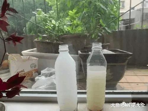 新鲜的淘米水拿来浇花, 难怪你养不活花!