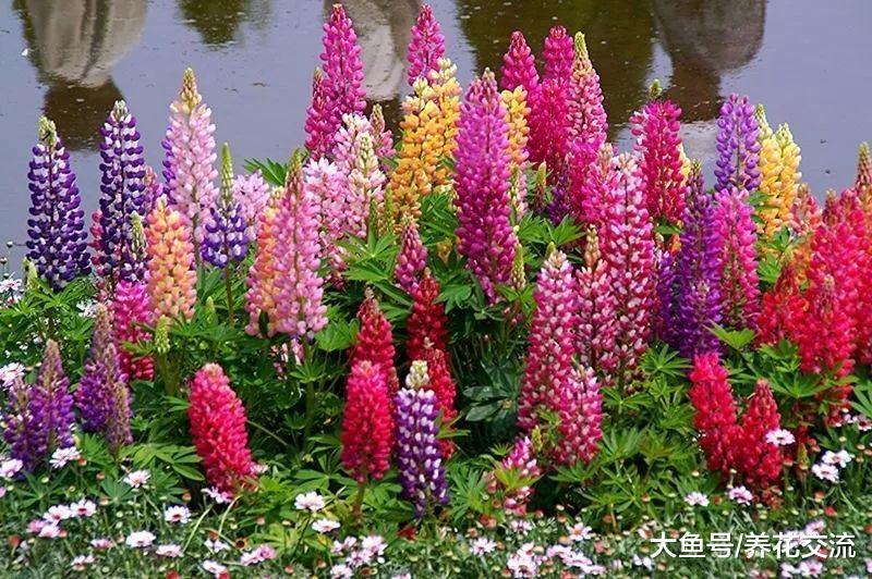 这几种常年开花的植物特别适合种院子里, 容易栽培、花朵好看