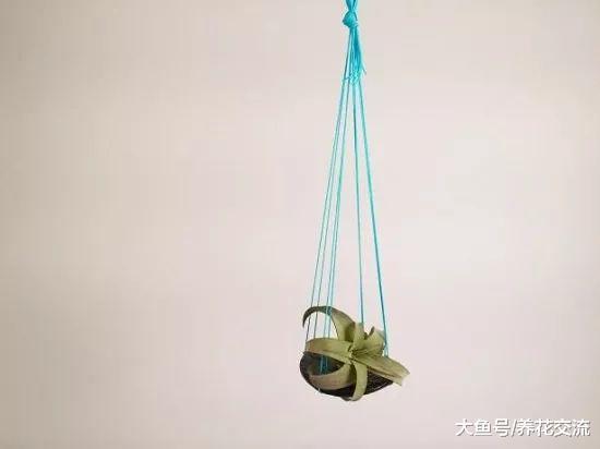 自制DIY空中悬挂空气凤梨吊盆, 几分钟就能制作出来