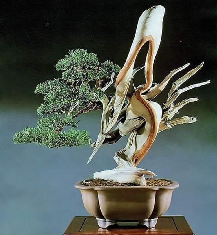 这些盆栽个个都是精品, 可谓是价值连城, 有的比一套房都贵