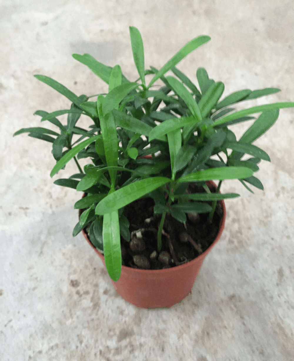 就想养棵罗汉松, 无奈价格太贵, 剪1枝条种下也能呼呼长!