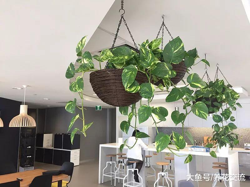 特别容易照顾的9种悬挂植物, 让你的家看起来更迷人