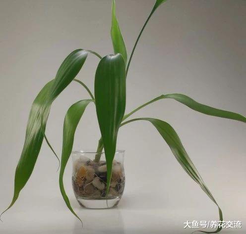 插在水里养护的富贵竹平常长得很好, 为什么到了冬天容易枯萎?