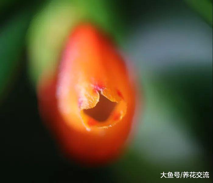 长得像水里宠物的吊盆花卉, 养窗台上长成瀑布一般