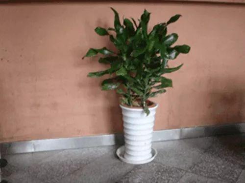 这些植物可以直接放在家里背光处, 再也不用担心房间里空荡荡啦!
