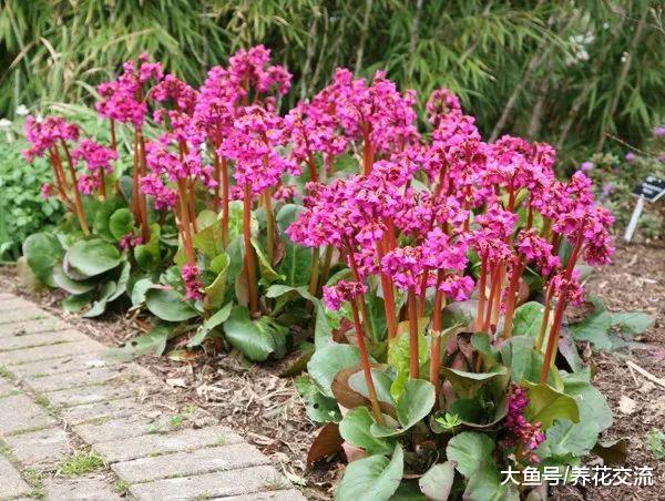 生长在树荫下就能不断开花的8种观赏植物, 你能认出几种呢?