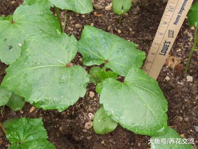 30多天种出不断开花结果的黄秋葵, 用一个大花盆就能养好