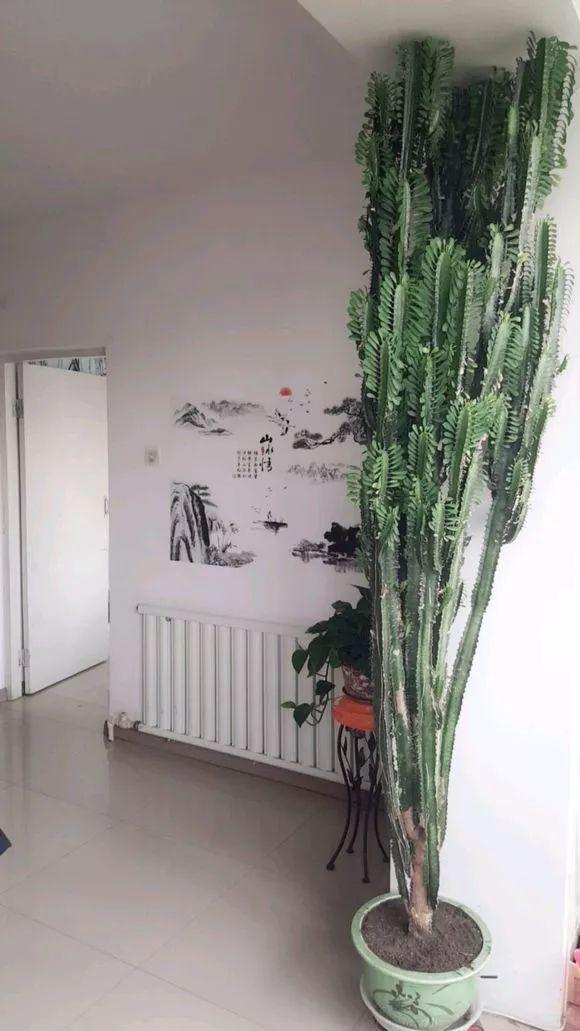 这4种花, 越丑越要养, 2个月长到戳屋顶!