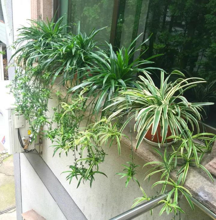 奶奶用鸡蛋养吊兰, 连抽60个芽, 长满萝卜根!