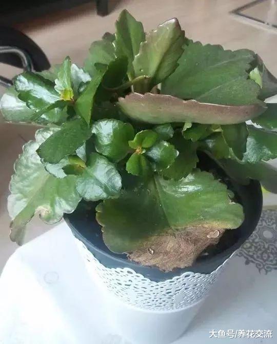 长寿花的叶子变软的正确处理方法, 保持每年冬春季节开花